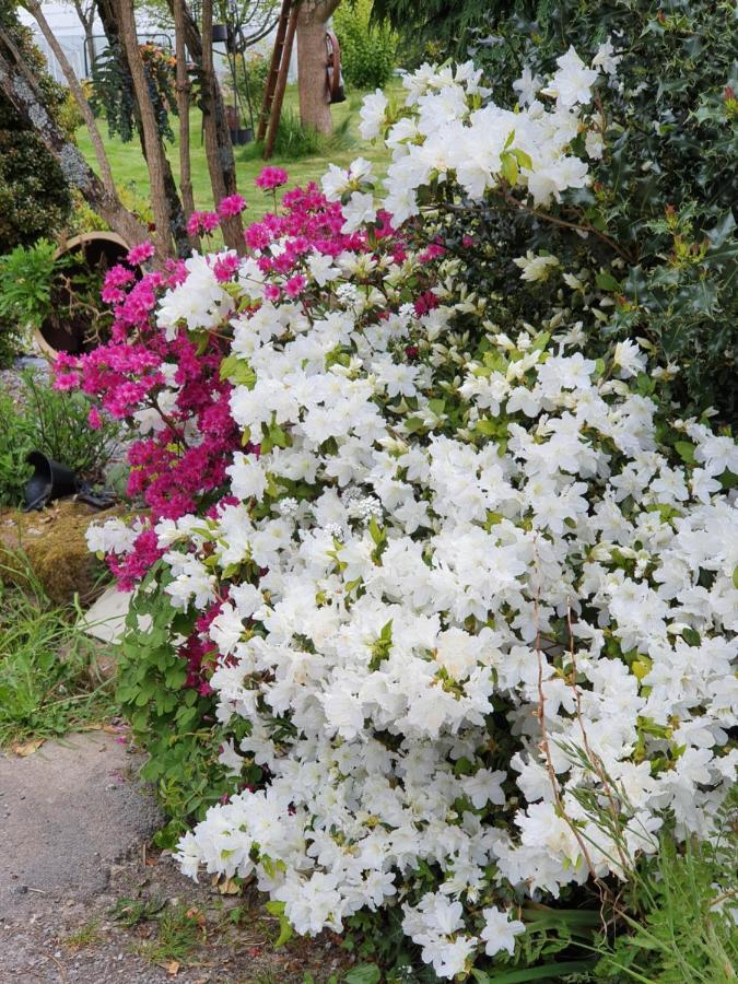 Couloumine Breizh Bed & Breakfast Saint-Aignan  Bagian luar foto